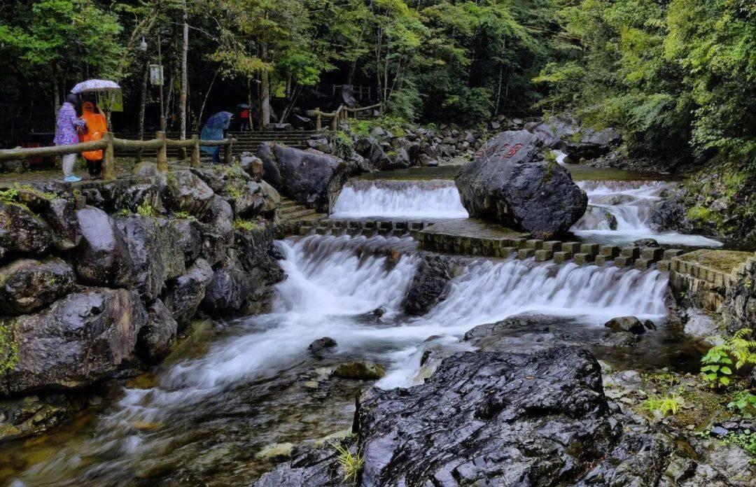 万年青开花的寓意与风水游戏画面